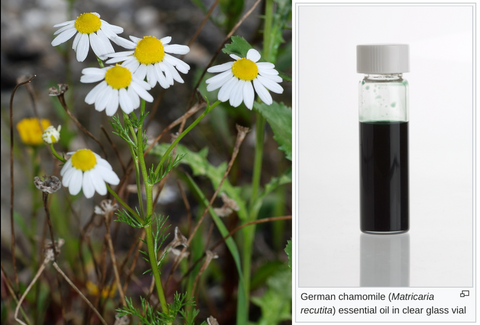 Wonderful Scents Blue German Chamomile Essential Oil