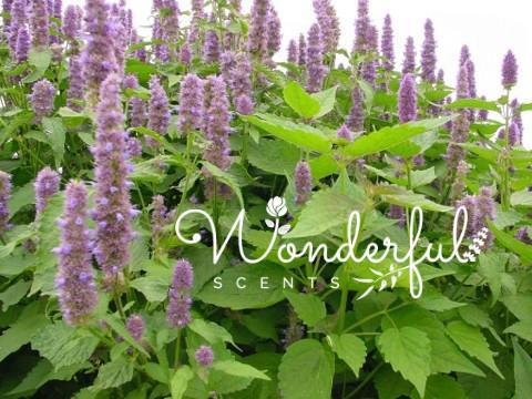 Patchouli the Forgotten Essential Oil